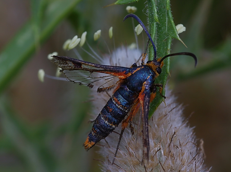 Sesiidae Pyropteron chrysidiformis