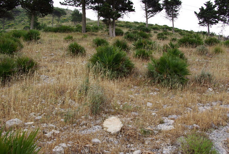 habitat Ischnocolus triangulifer