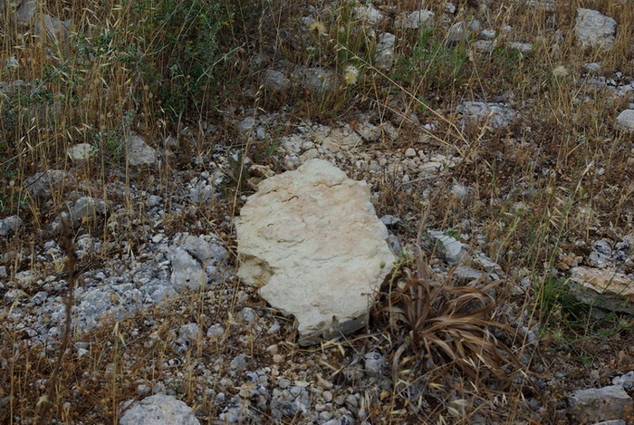 habitat Ischnocolus triangulifer