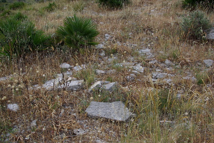 habitat Ischnocolus triangulifer