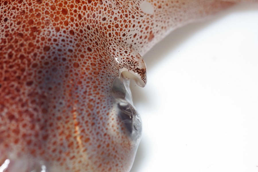 Totano di Pantelleria