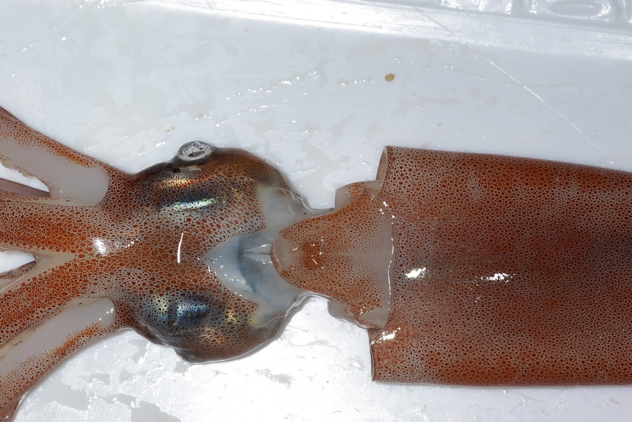 Totano di Pantelleria