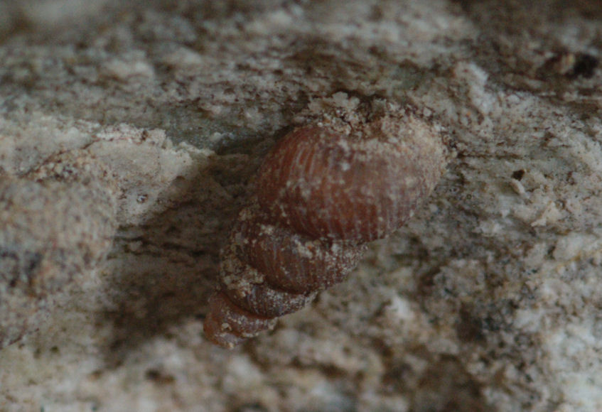 Rupestrelle rupestris (Philippi, 1836) ad Erice