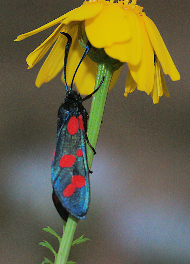 Zygaena filipendulae