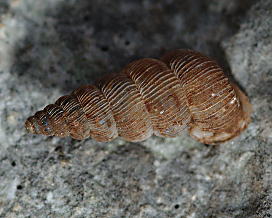 Rupestrelle rupestris (Philippi, 1836) ad Erice