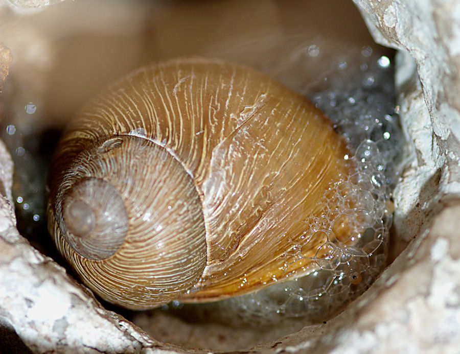 Rupestrelle rupestris (Philippi, 1836) ad Erice