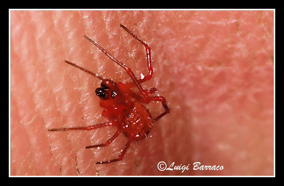 Nano rosso Linyphiidae