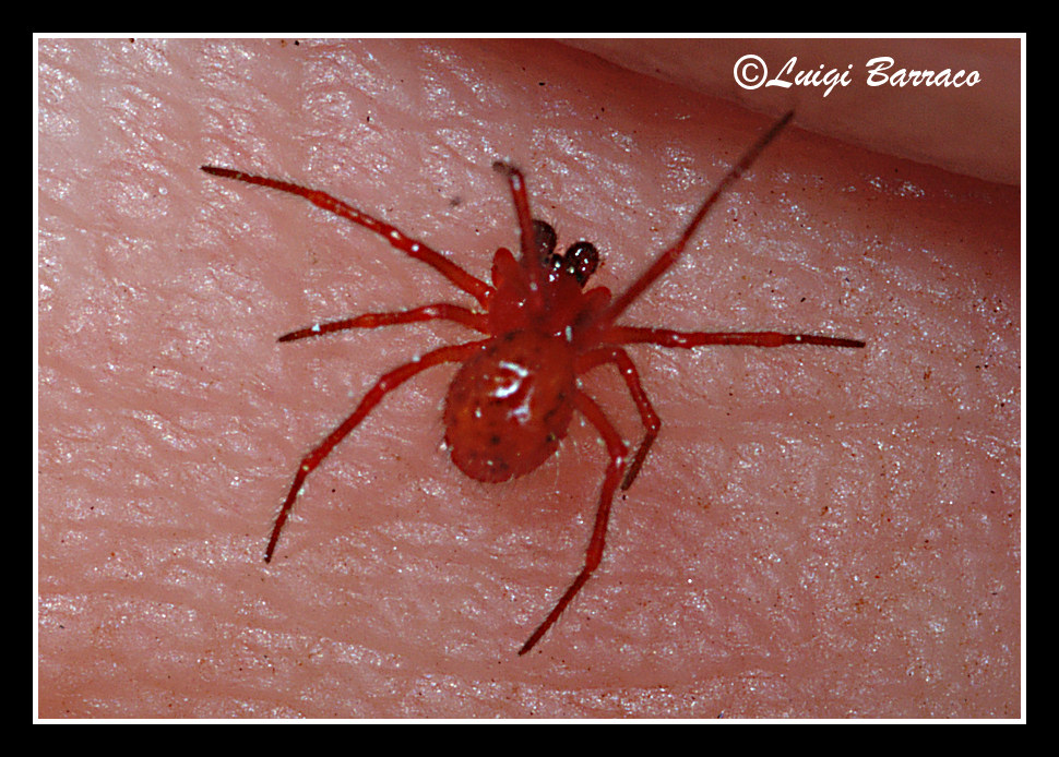 Nano rosso Linyphiidae