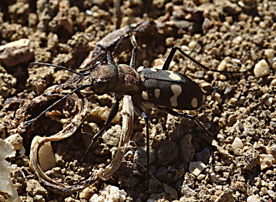 Cassolaia maura, piccola Cicindela per un grande romano