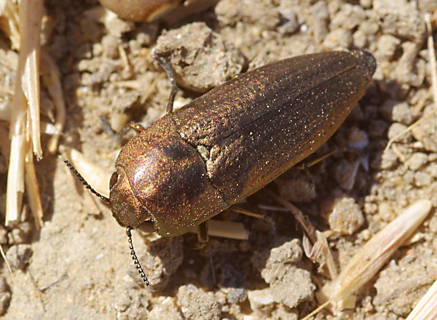 Sphenoptera barbarica (Buprestidae)