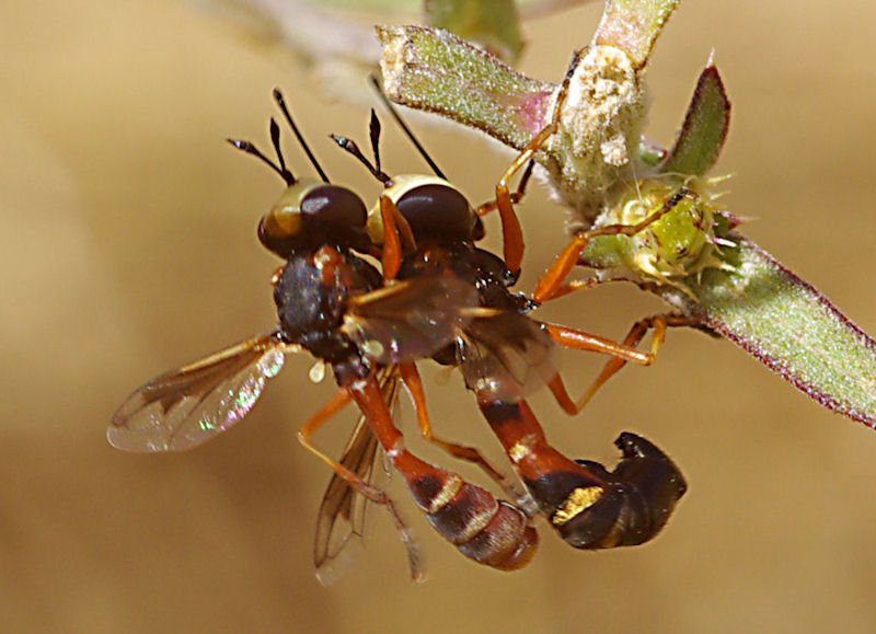 Physocephala sp. in amore