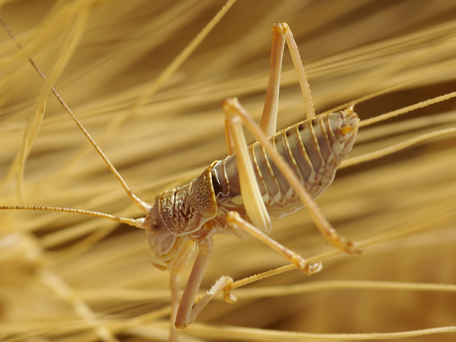 Bradyporidae: Ephippigerida nigromarginata