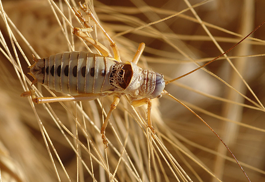 Bradyporidae: Ephippigerida nigromarginata