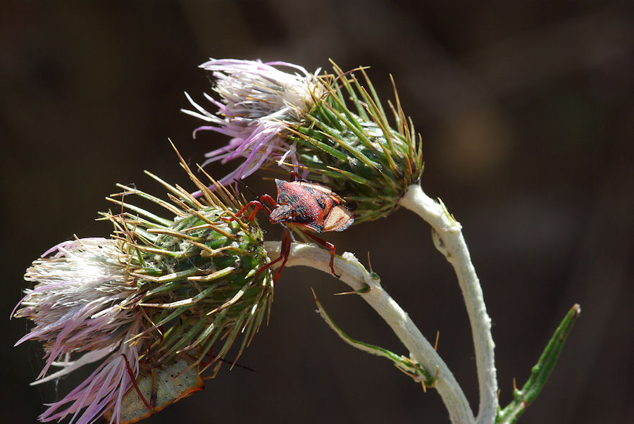 Carpocoris