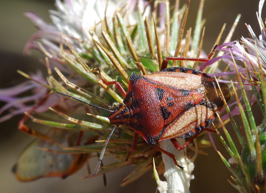 Carpocoris