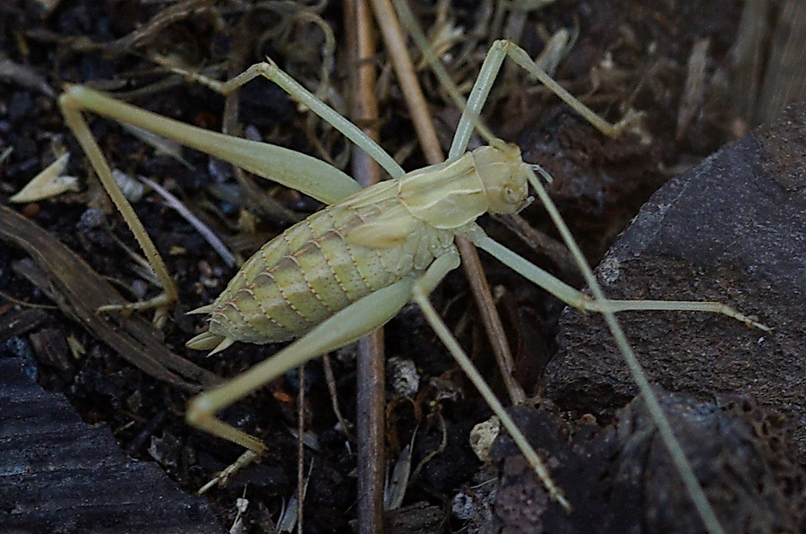 Bradyporidae: Ephippigerida nigromarginata