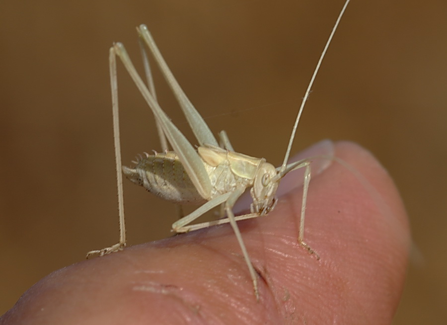 Bradyporidae: Ephippigerida nigromarginata