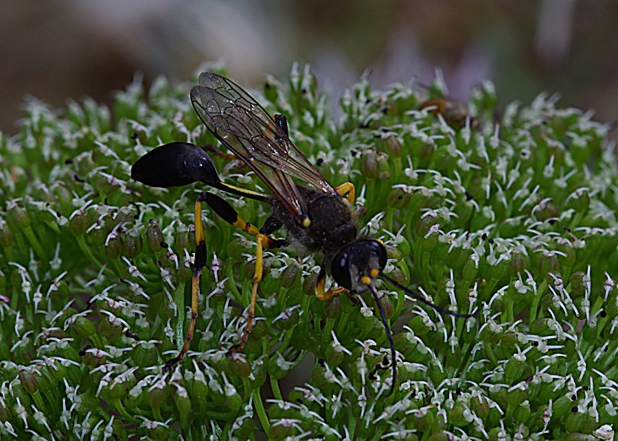 Sceliphron spirifex e S. destillatorium var. pensile