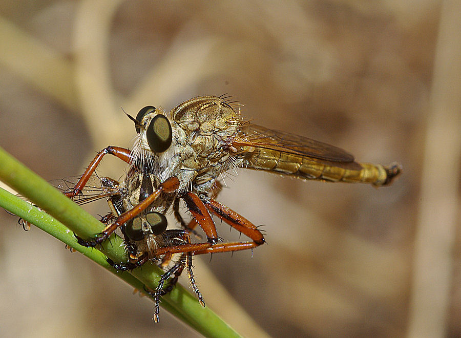 Tolmerus (atricapillus?)