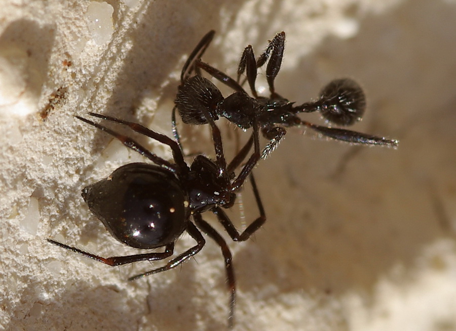 Ragnetto mirmecofilo: probabile Euryopis episinoides