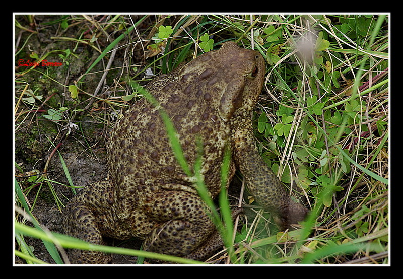 Bufo Bufo