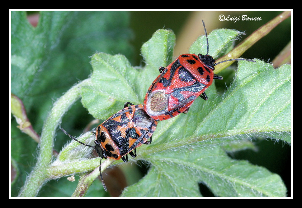 Pentatomidae: Eurydema ornata,  bianca e nera