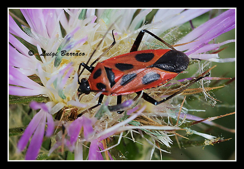 Miridae: Calocoris nemoralis. Uno, nessuno e centomila