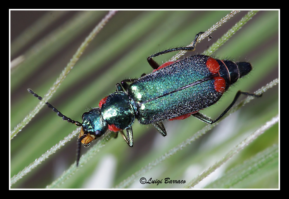 Malachiidae:  Clanoptilus sardous e Malachius australis