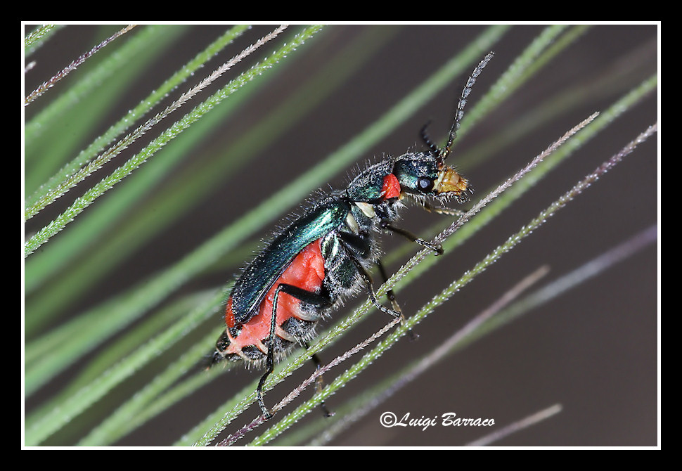 Malachiidae:  Clanoptilus sardous e Malachius australis