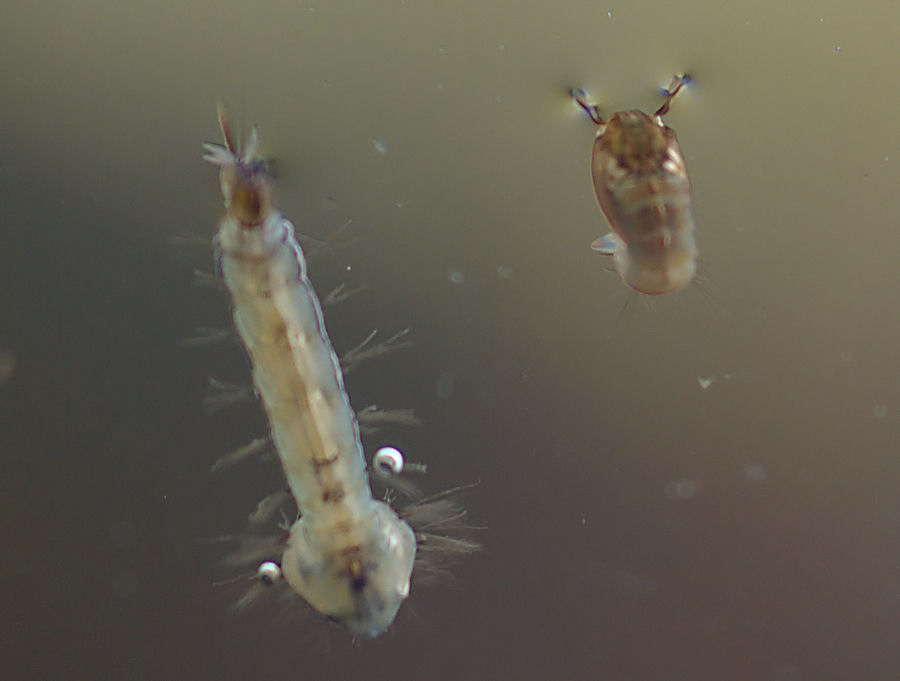 Larve di culicidae