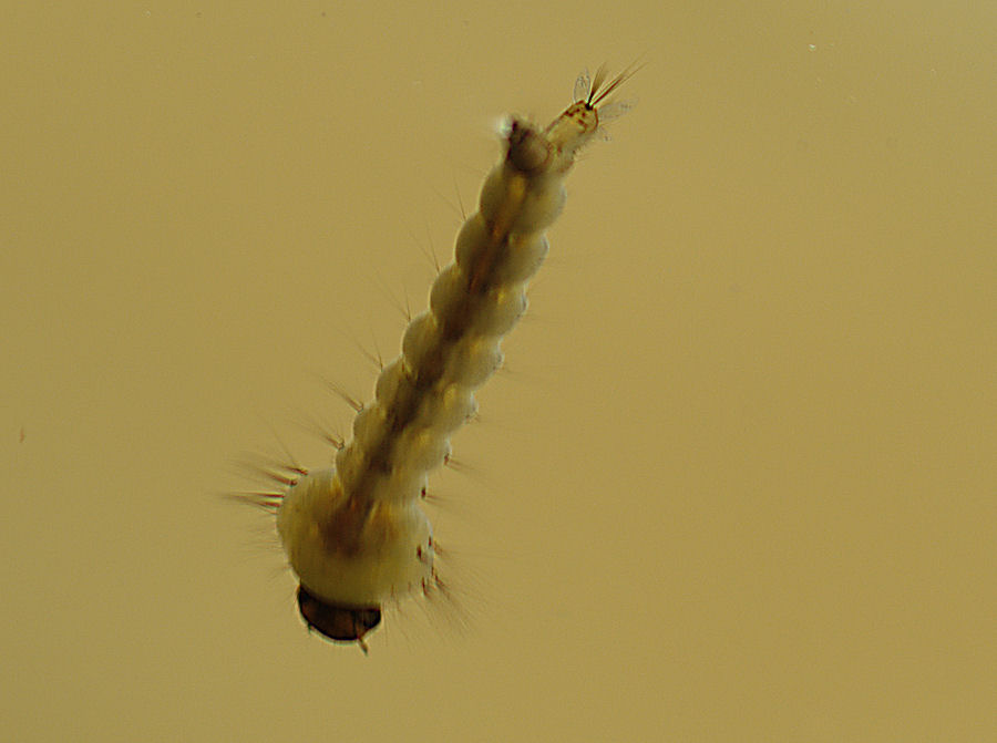 Larve di culicidae