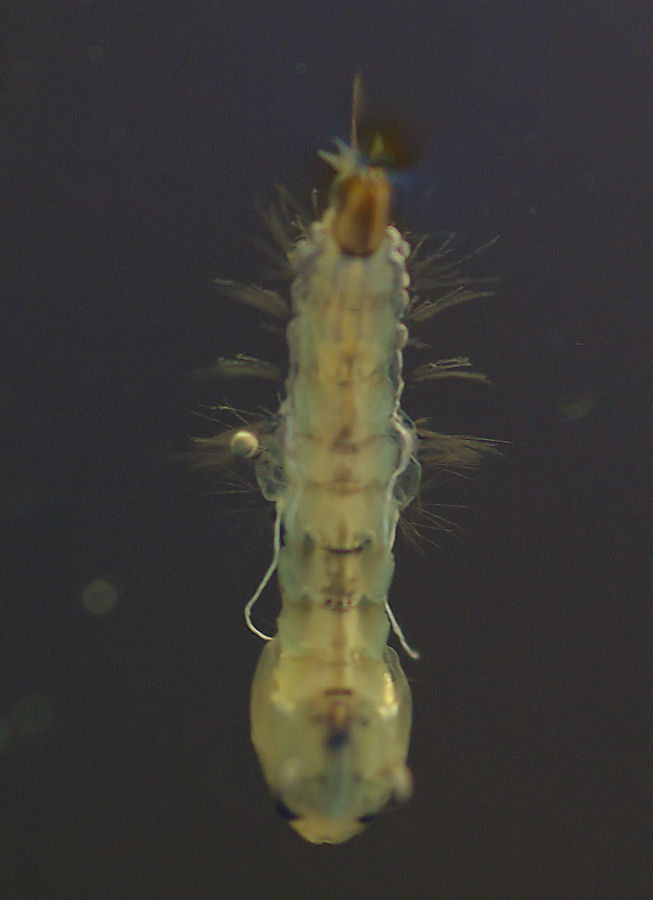 Larve di culicidae