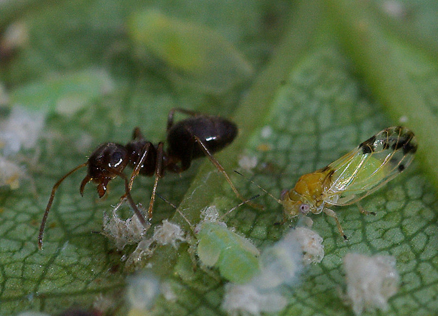 Psylla pulchella