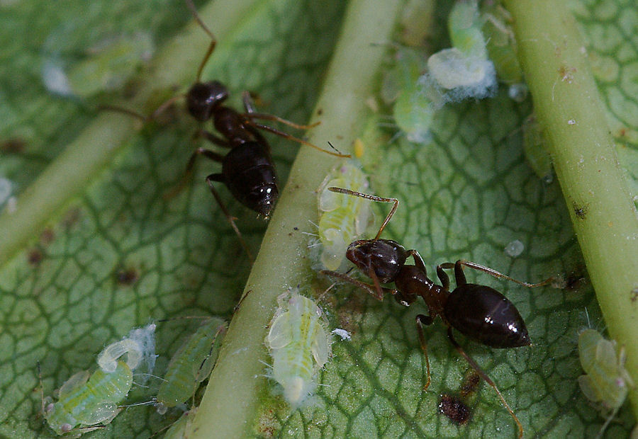 Psylla pulchella
