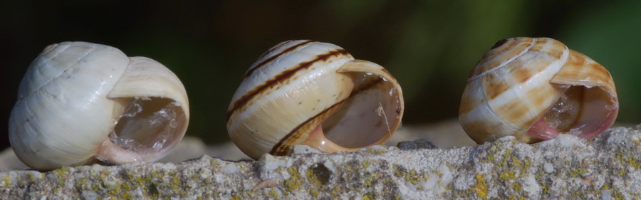 Gasteropodi da identificare