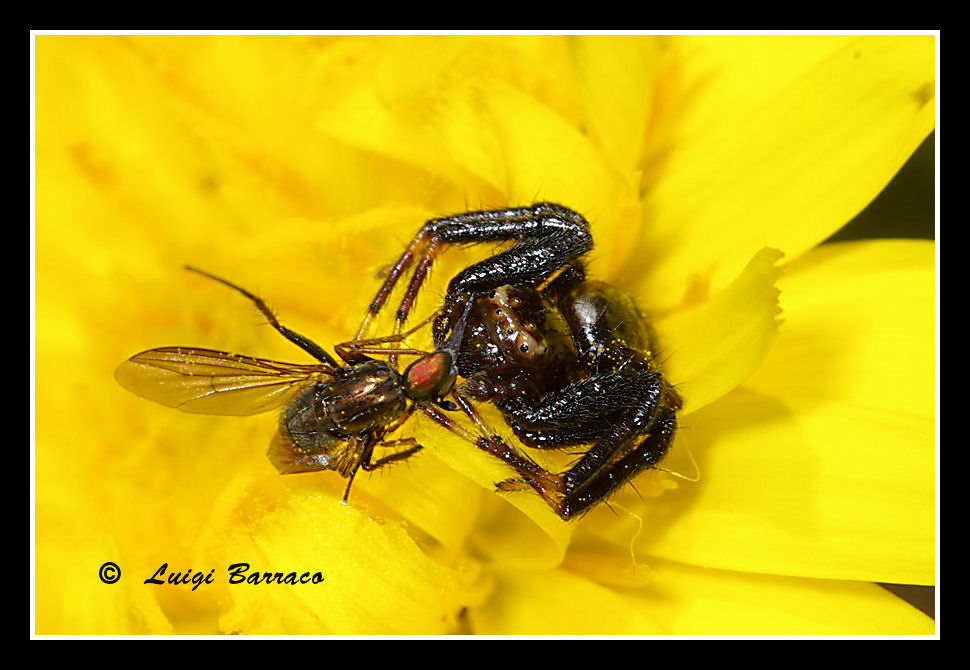 La morte in tecnicolor (vari Synema globosum)