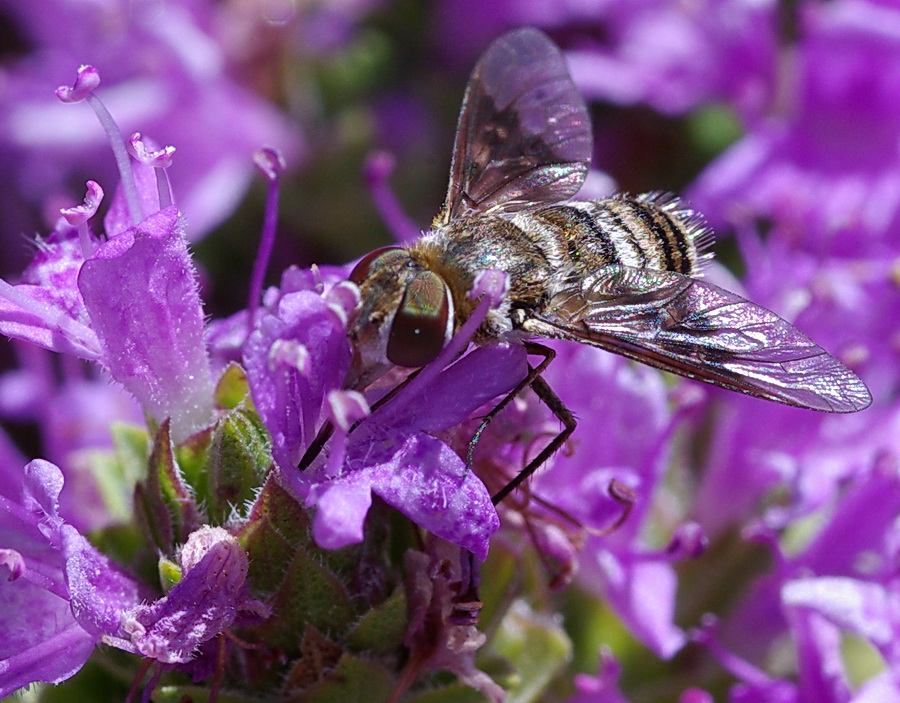 Thyridanthrax sp. (Bombyliidae)