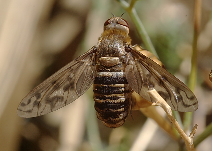 Thyridanthrax sp. (Bombyliidae)