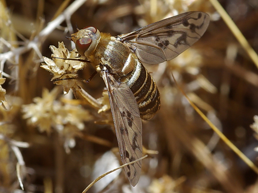 Thyridanthrax sp. (Bombyliidae)