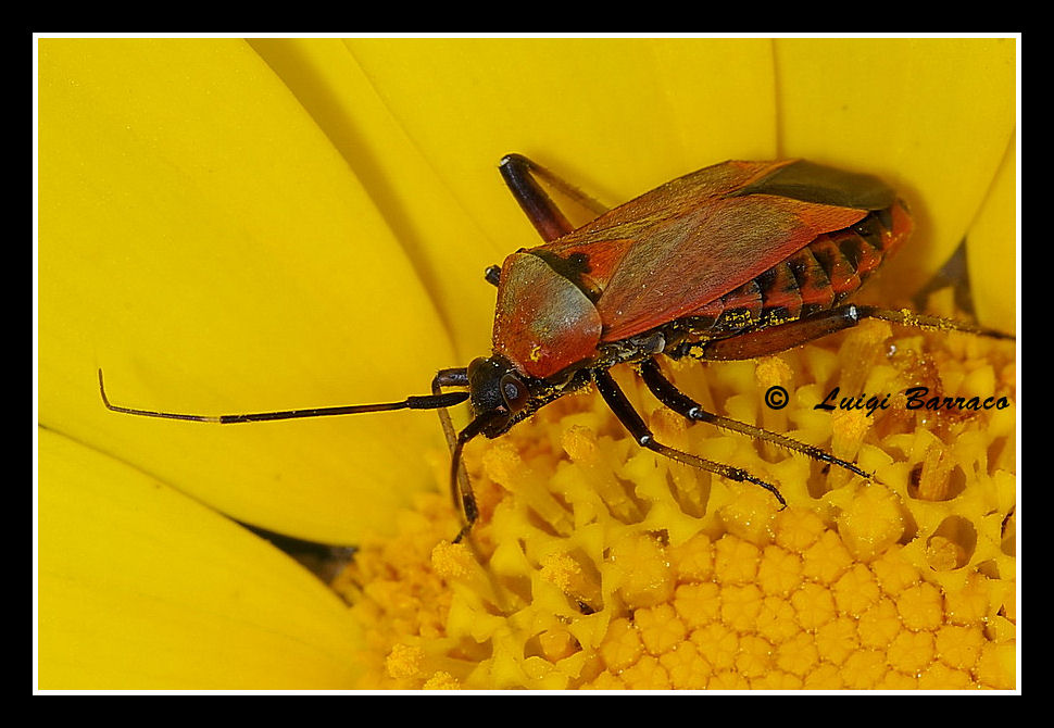 Miridae: Calocoris nemoralis. Uno, nessuno e centomila