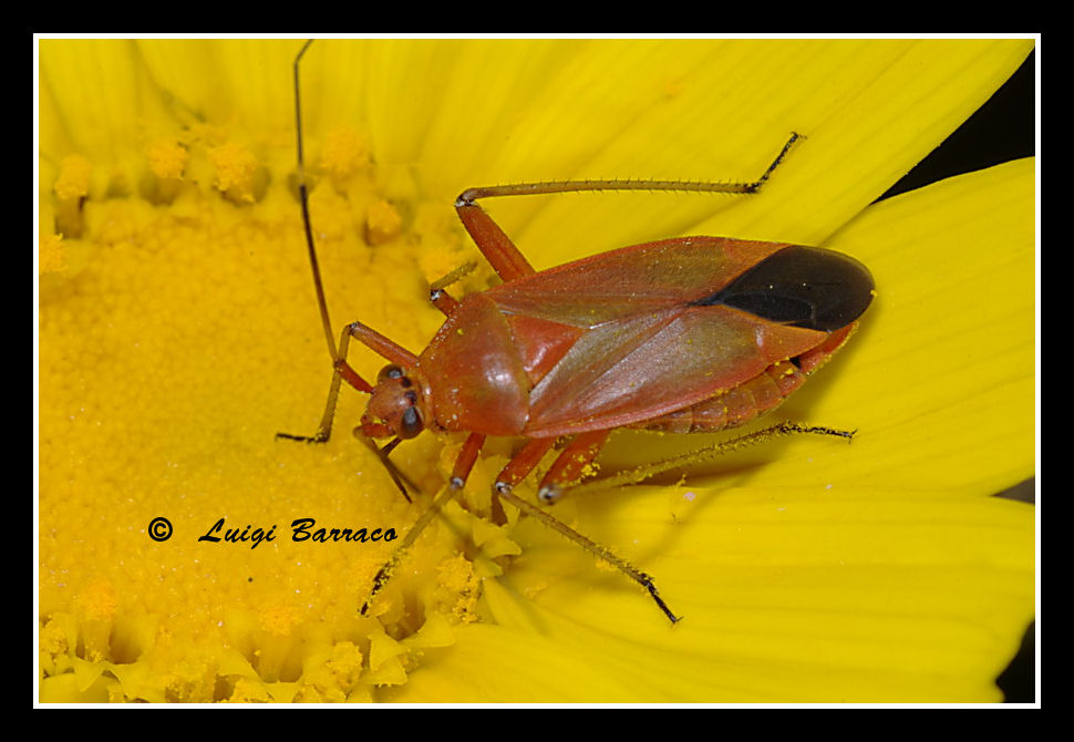 Miridae: Calocoris nemoralis. Uno, nessuno e centomila