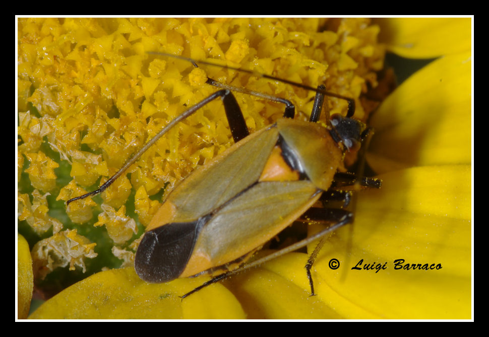 Miridae: Calocoris nemoralis. Uno, nessuno e centomila