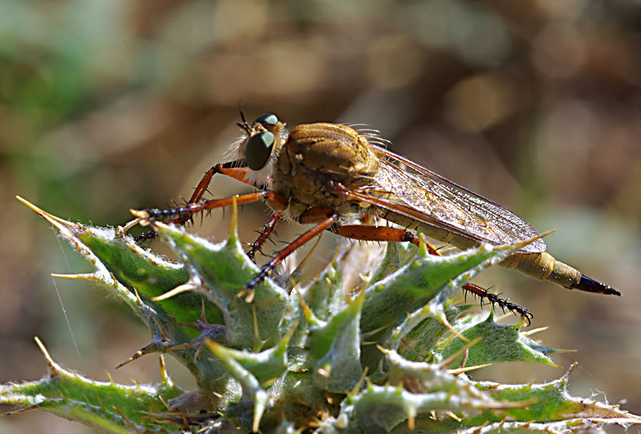 Asilidae major
