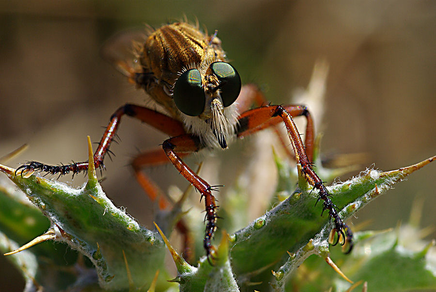 Asilidae major
