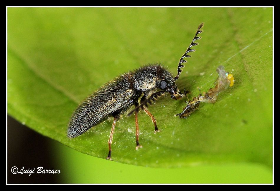 Minuscolo sconosciuto: Aplocnemus pectinatus