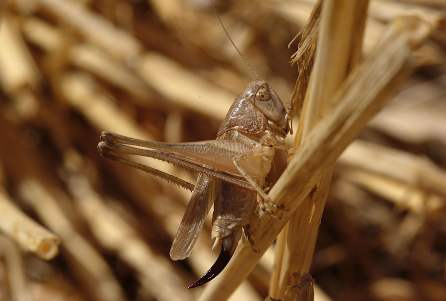 identificazione maschio cavallette ...