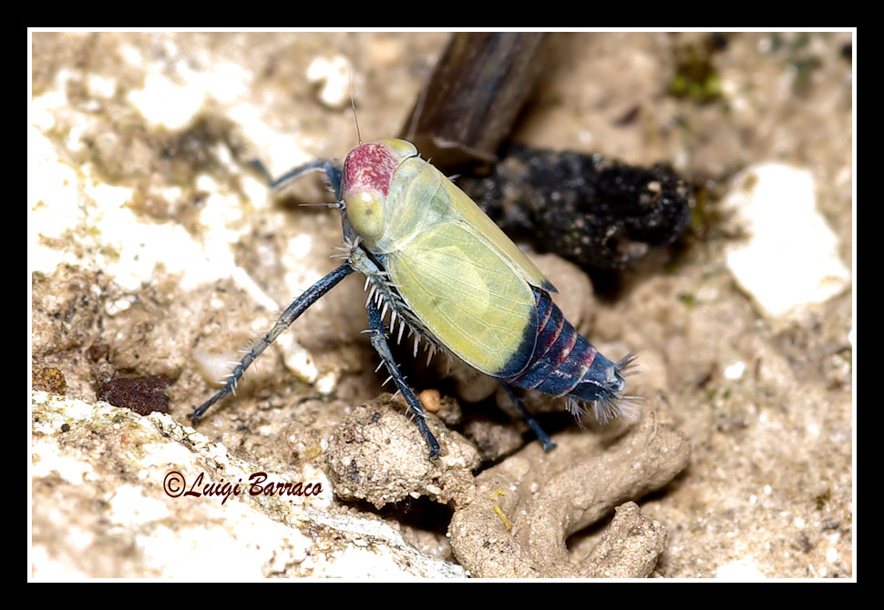 Cicadella testa rossa