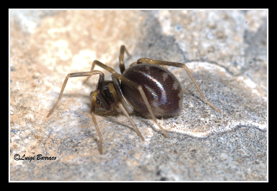 Zodarion sp.