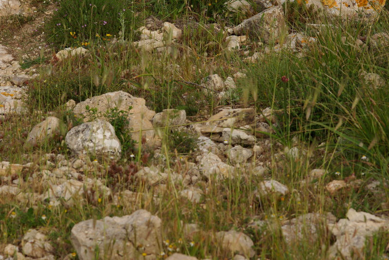 Ischnocolus triangulifer