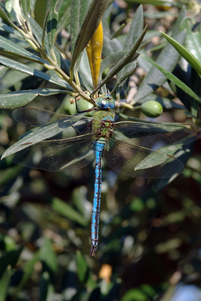 Anax imperator